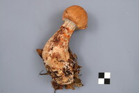 Cortinarius armillatus image